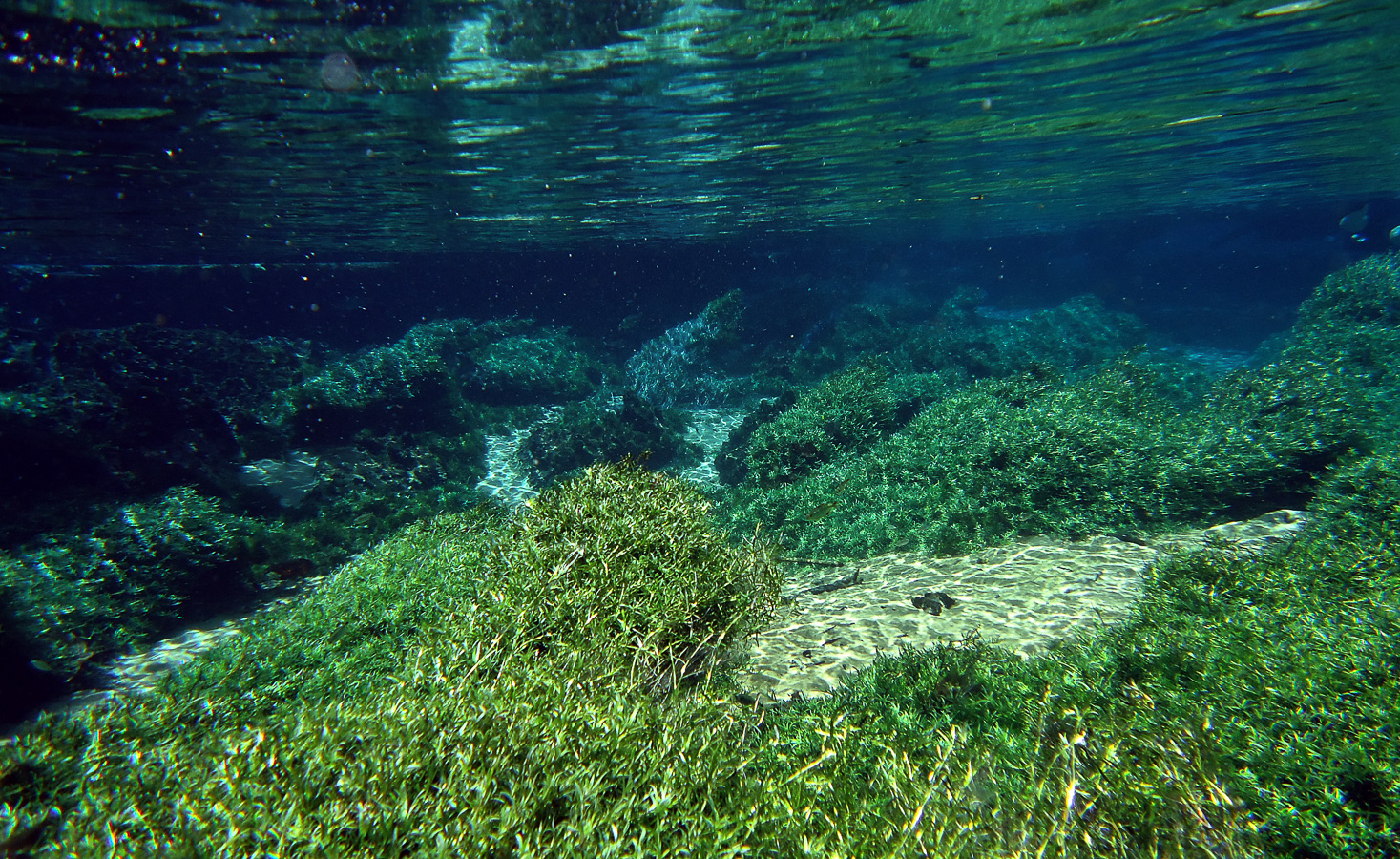 Schnorcheln im kristallklares Wasser im Fluss [4.7 mm, 1/320 Sek. bei f / 2.7, ISO 80]